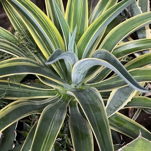 鹦鹉嘴稿斑锦龙舌兰植物