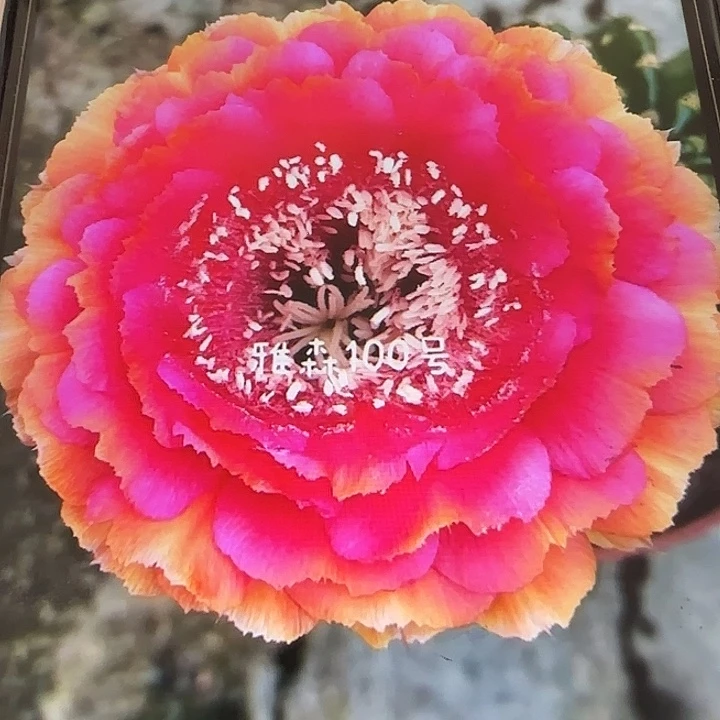 雅森100号侧芽3公分左右