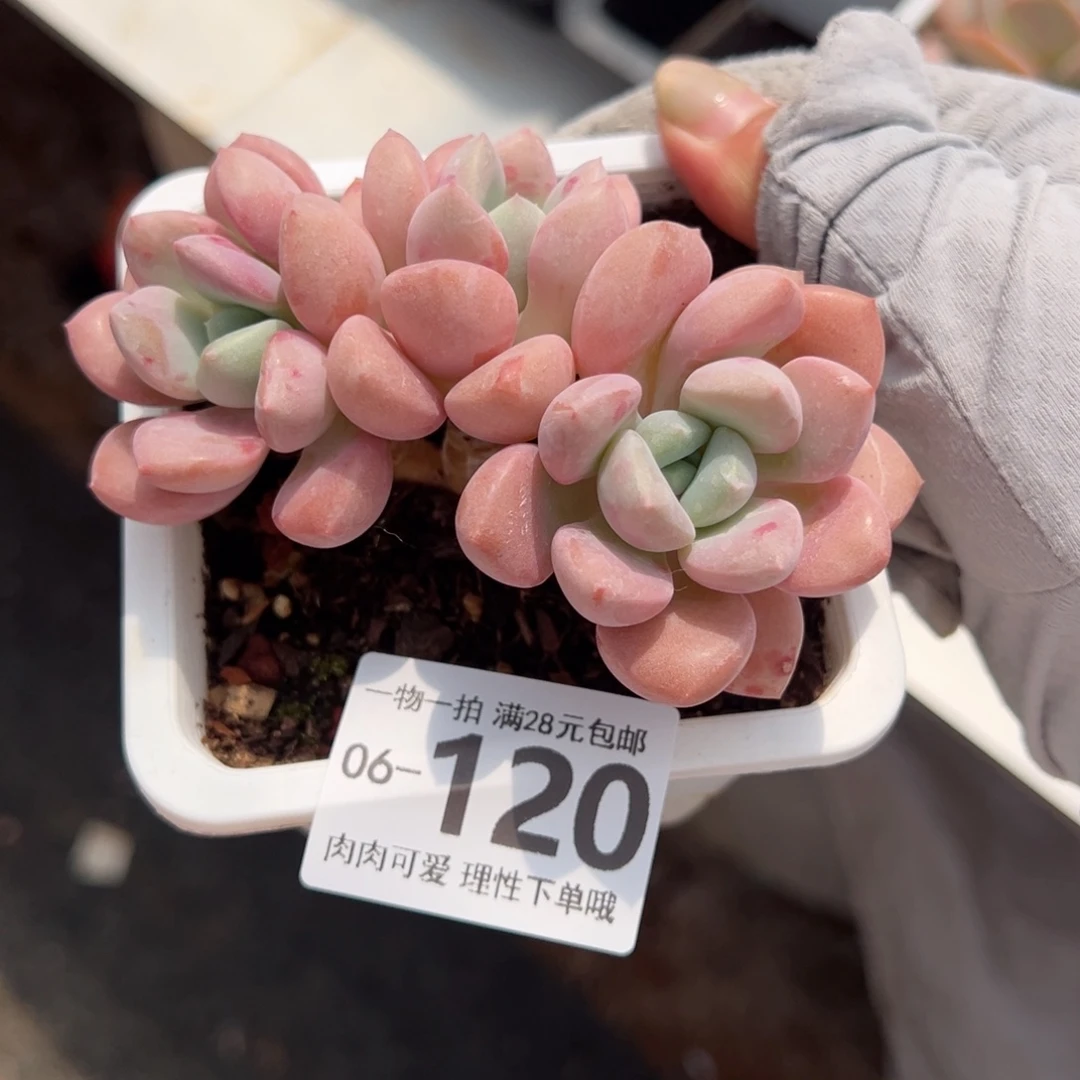 花斑鹿多肉多肉多肉多肉