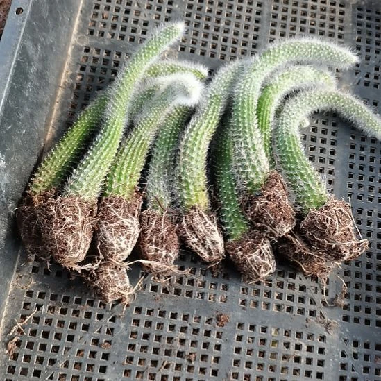 10颗九尾狐多肉法师多肉