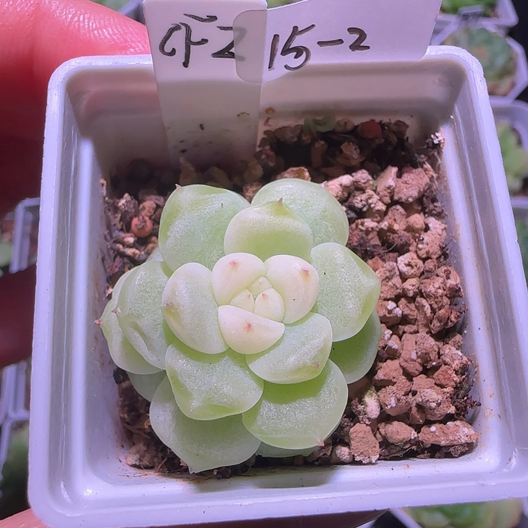 财富密码CF2单头15-2
