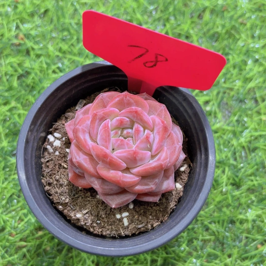 ?****?我的小可爱们都好可爱