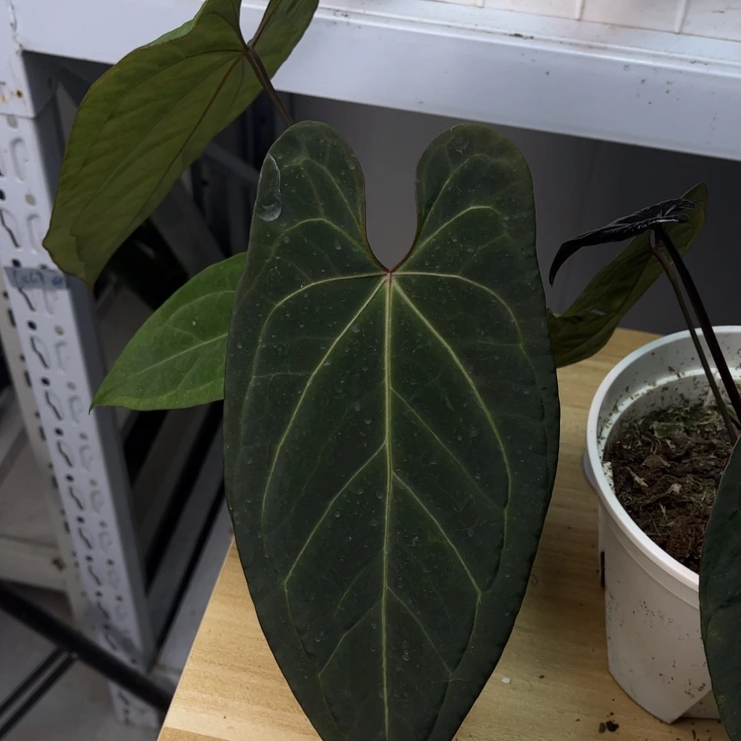 无花朵黑凤凰杂pk（2567）