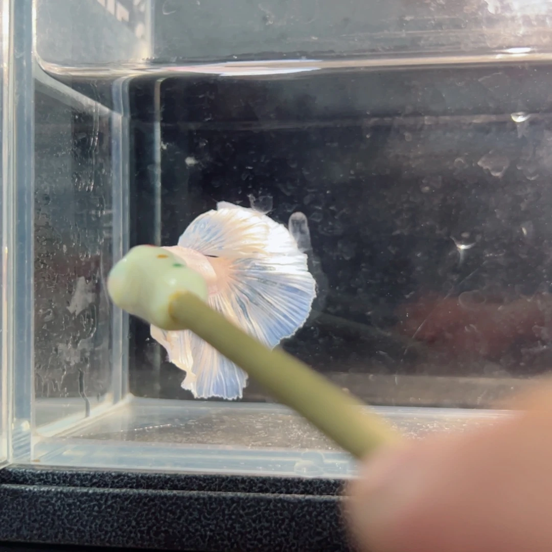 斗鱼浅色仙仙裙特殊尾