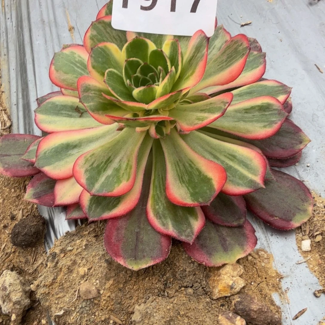 1917黑魔锦。多肉植物