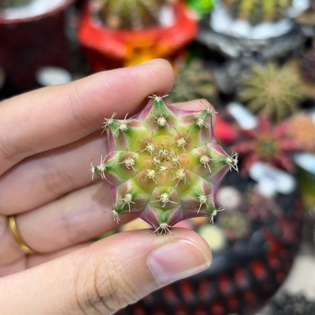 3.7cm泰系实生轮回 超有潜力