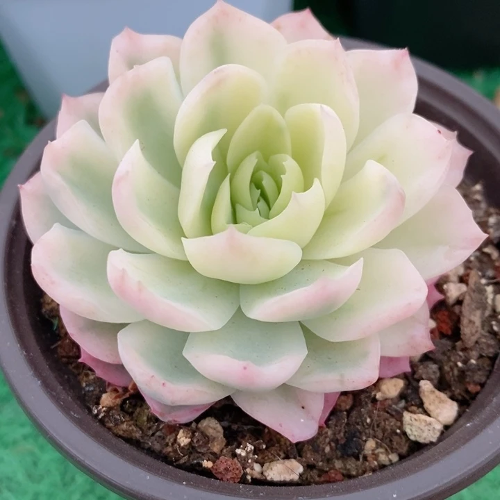 贝瑞锦多肉锦景天