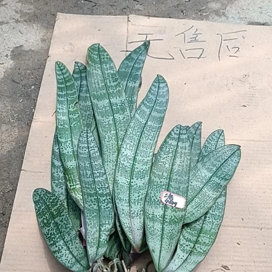 当前无花栽培后可以开花
