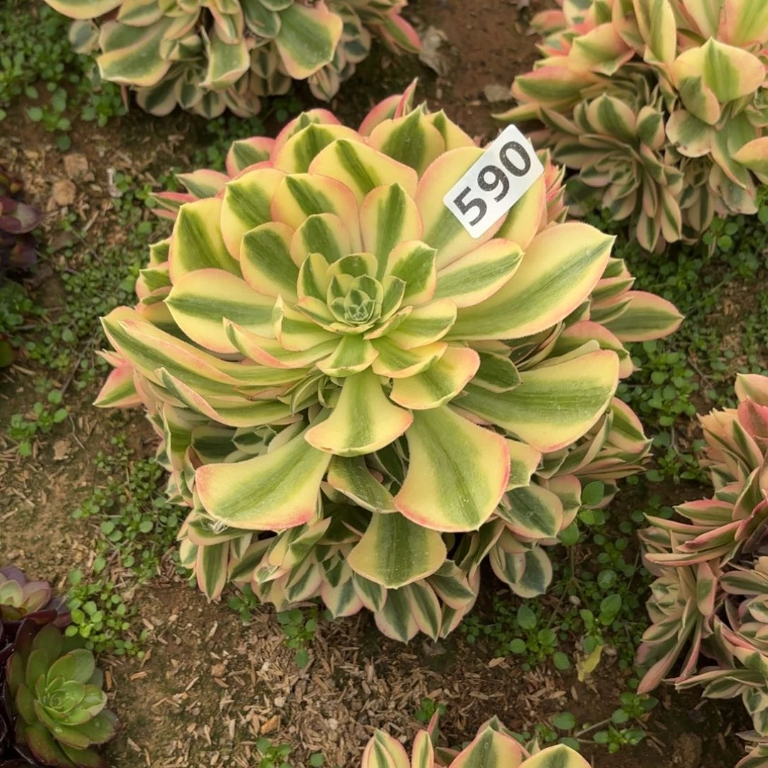 海**空590粉女巫多肉不包损