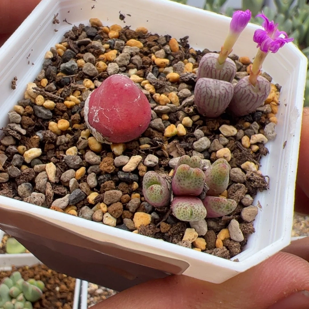 10.14福利多肉植物52