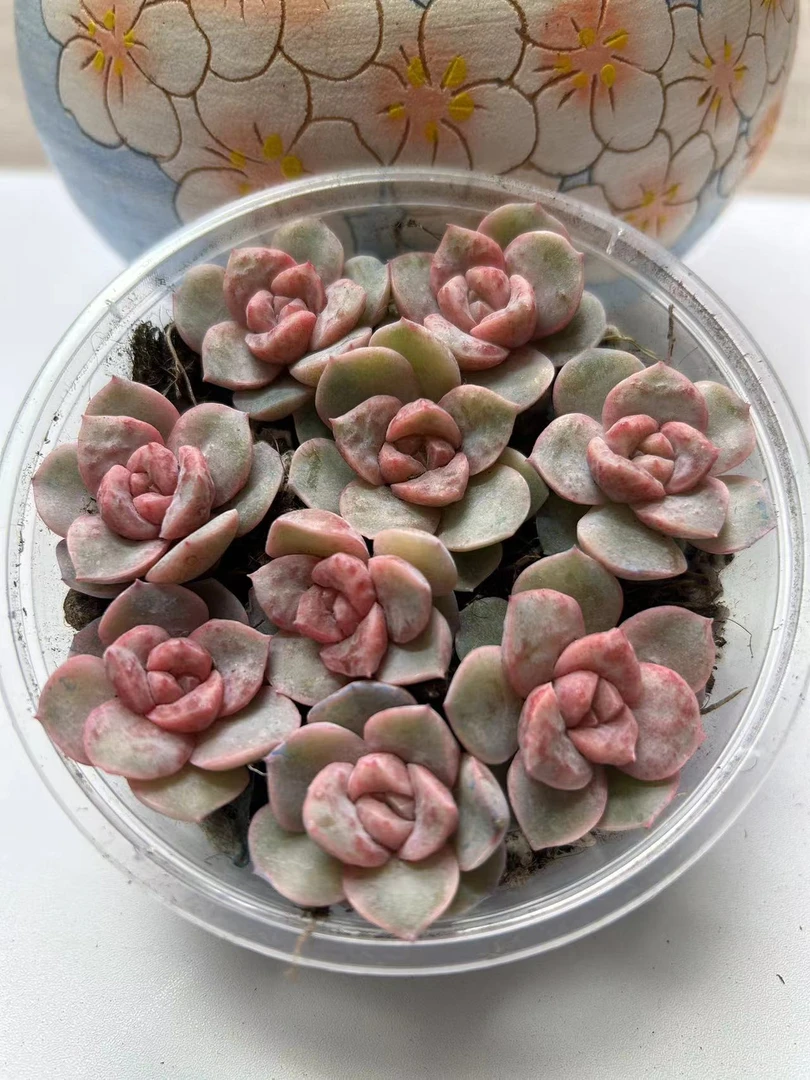 精品贵货多肉切糕一盒(QF521)