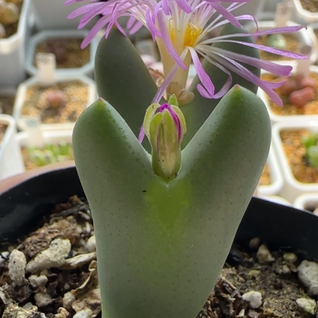 【闪购商品】20681紫花皮卡丘福利不售后