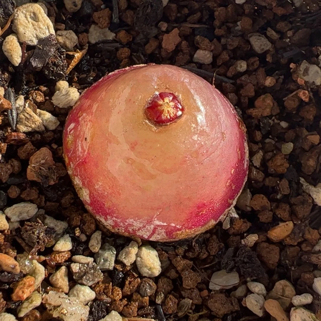 088多肉植物组合