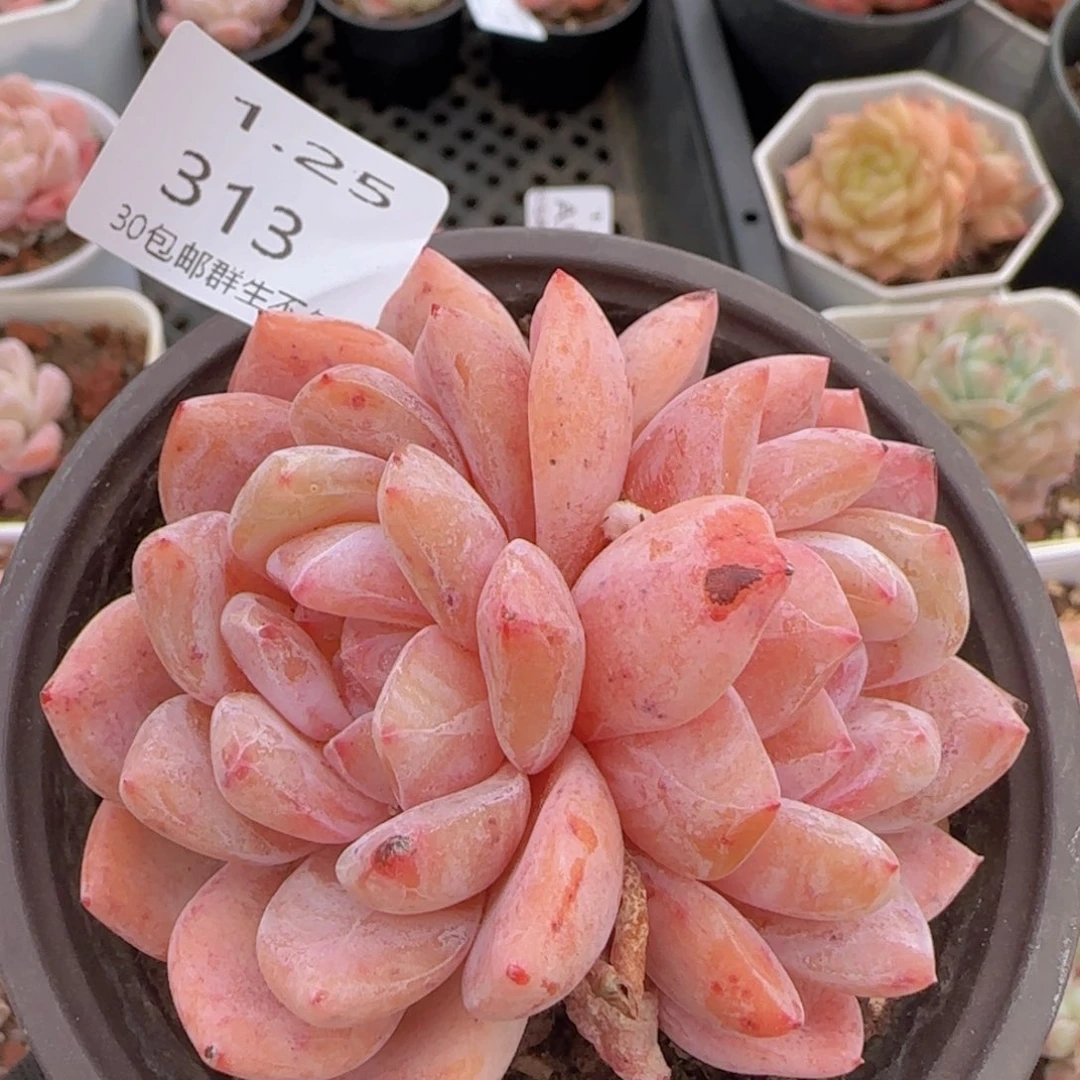 韩橙双头一颗脱土