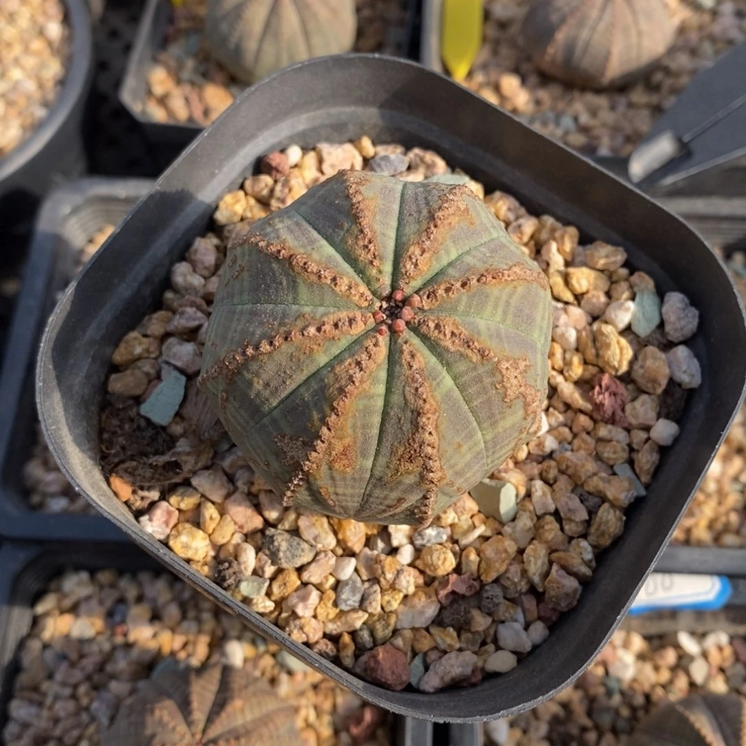 37 欧系实生布纹球多肉植物