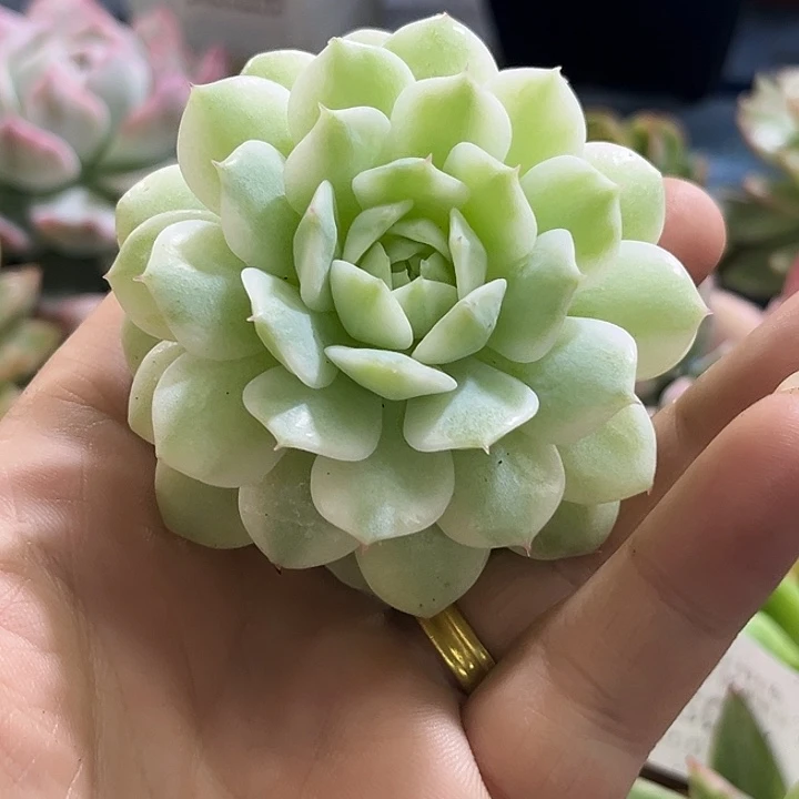 486静夜腹轮锦炸多肉植物