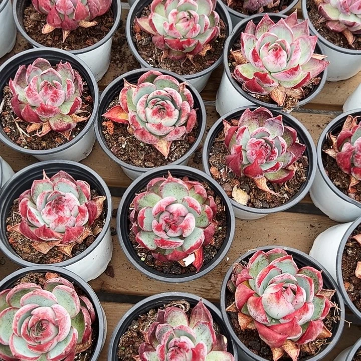 女****十盆  惊鸿（原价9米）