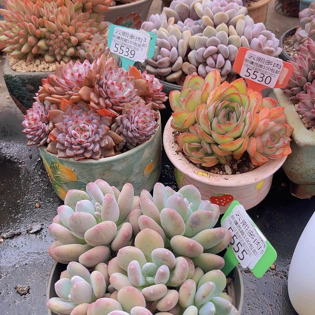 5555咖啡美人多肉植物