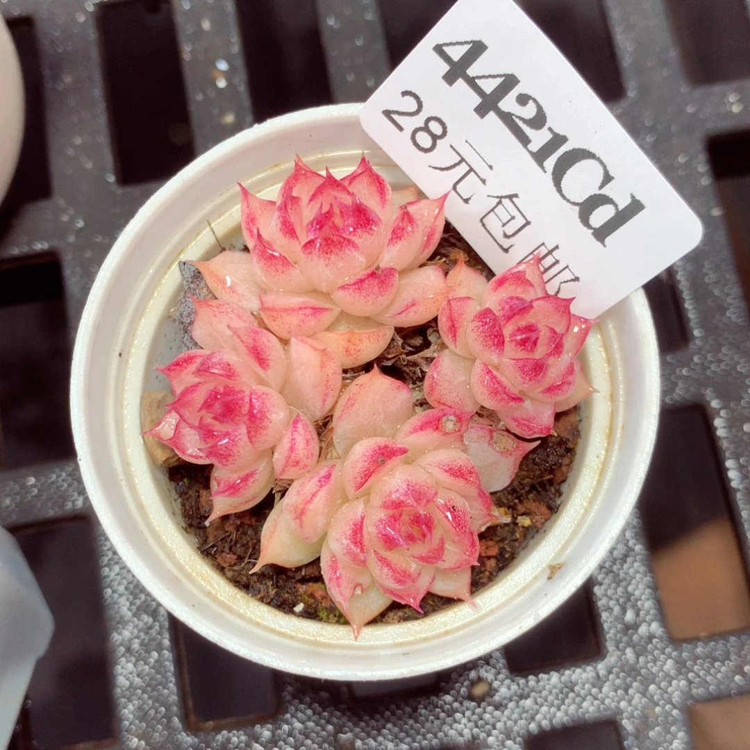 5厘米盆精控多肉4421