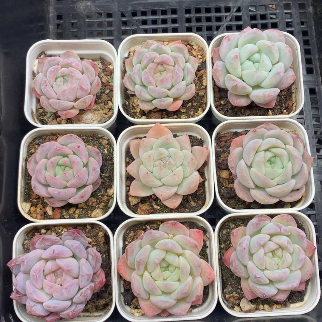 1209-112 糖心新品