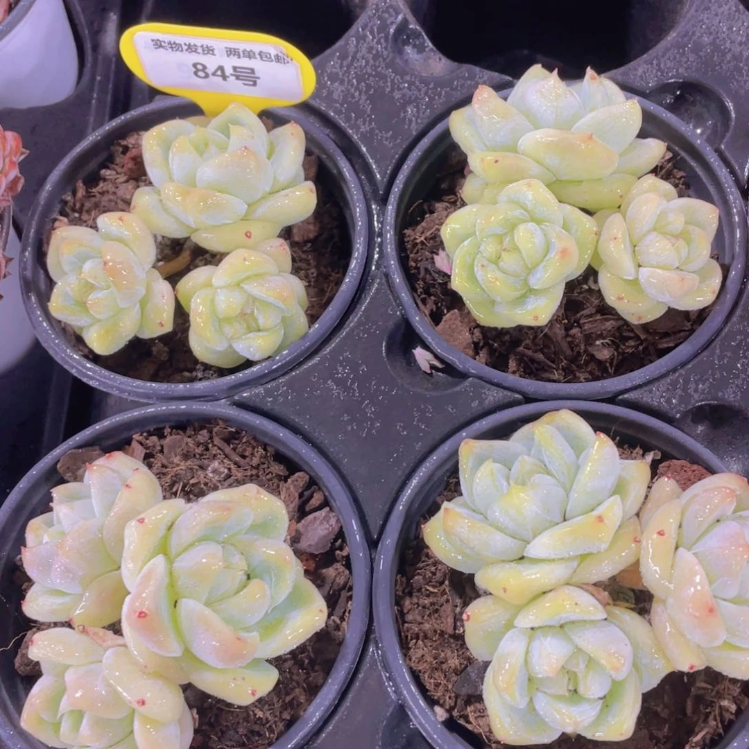 84号 糖心奶油白泽多头群一个