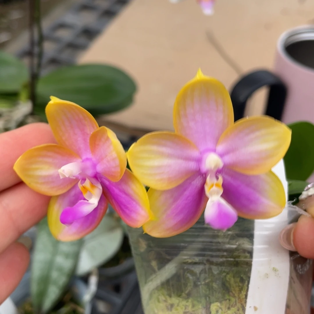 完全开放反射龙交洋洋粉玛丽