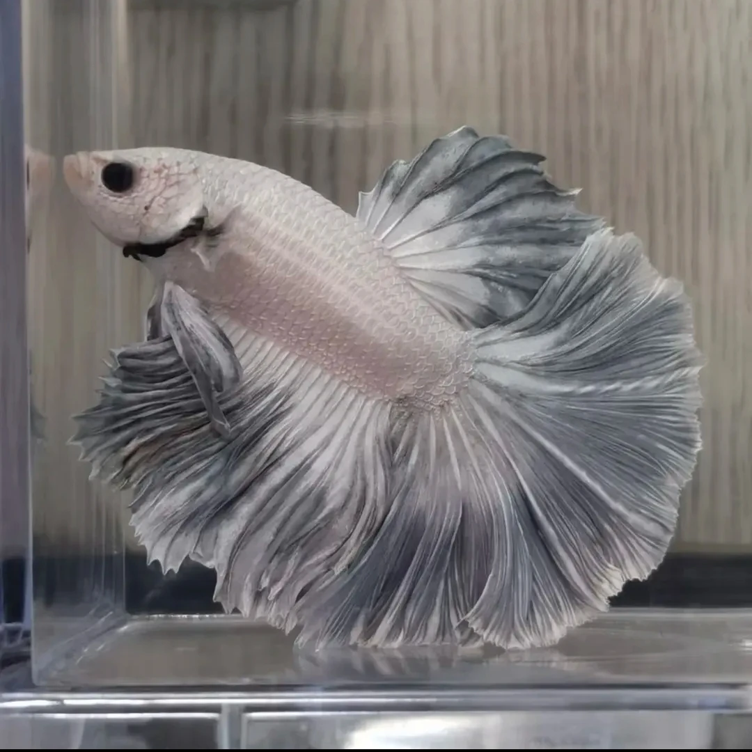 B6（121-144）泰国斗鱼活体精品观赏鱼活体（直播间选鱼）