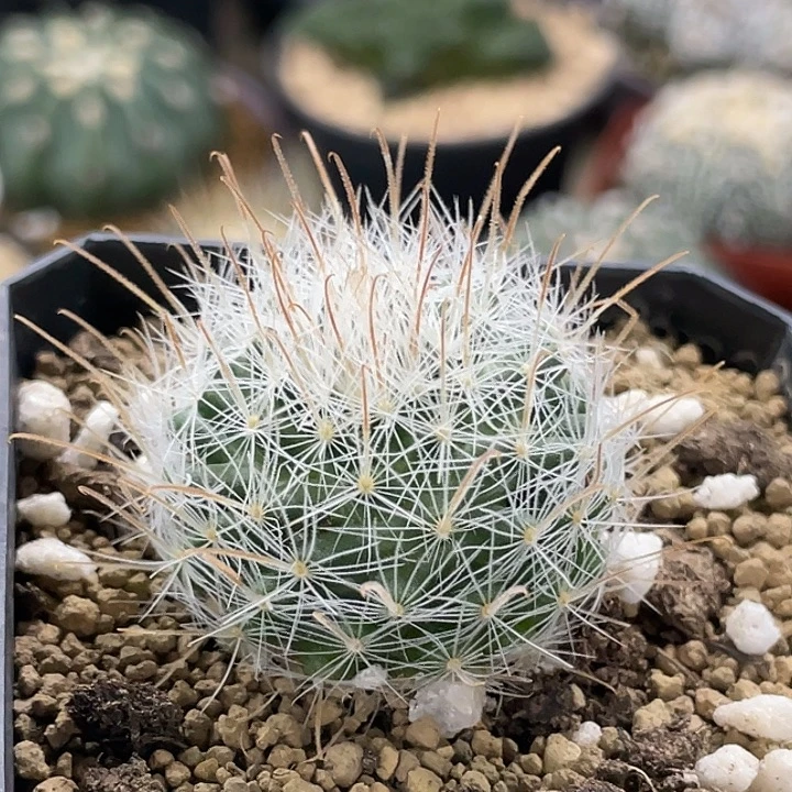 阳炎红刺实生仙人球