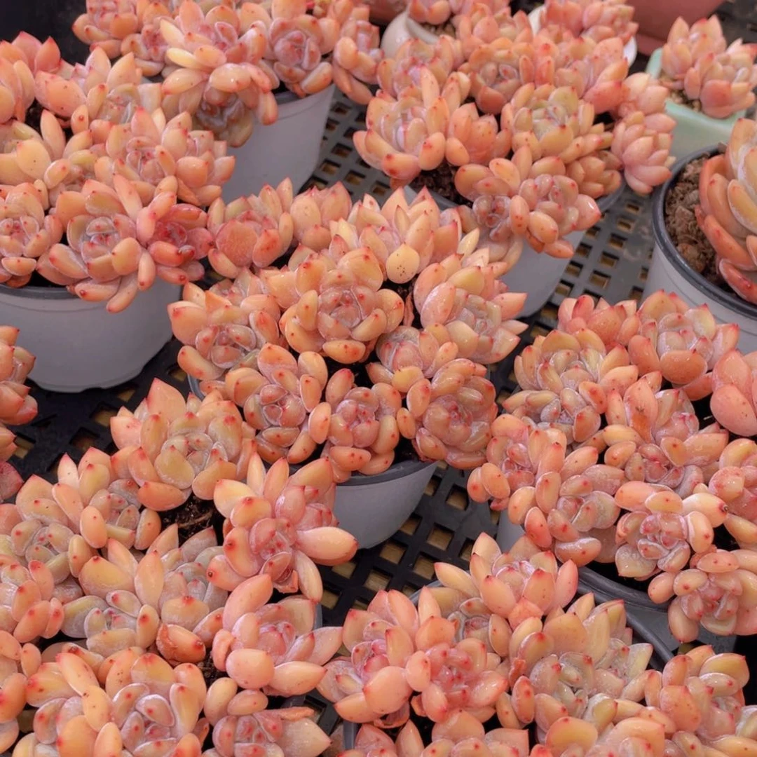 量拍53号 果冻韩版仙女橙双头组合7个