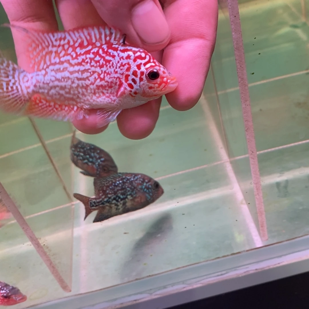 @***号罗汉鱼大发直播间专拍