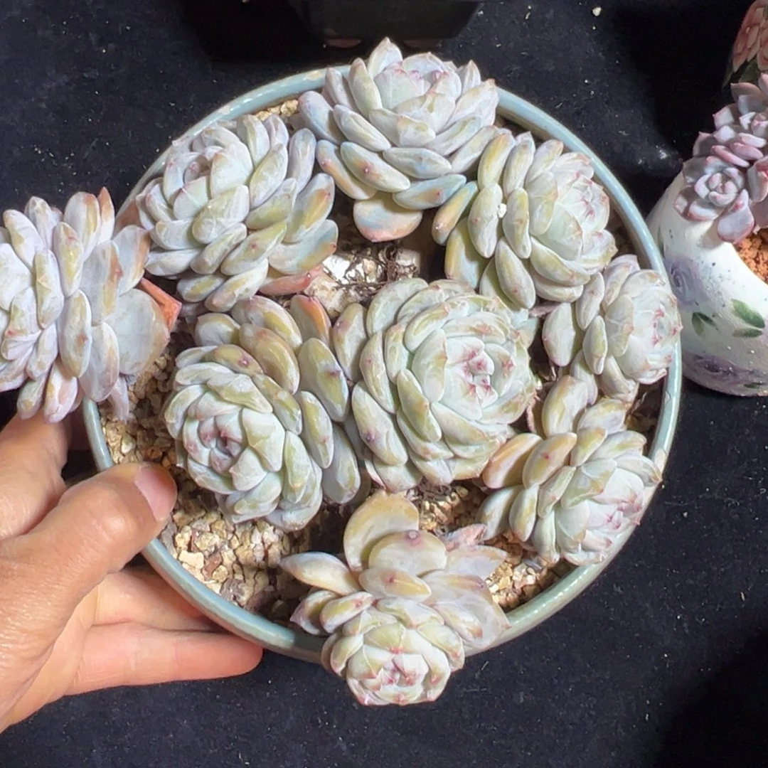 新年快乐 新年快乐