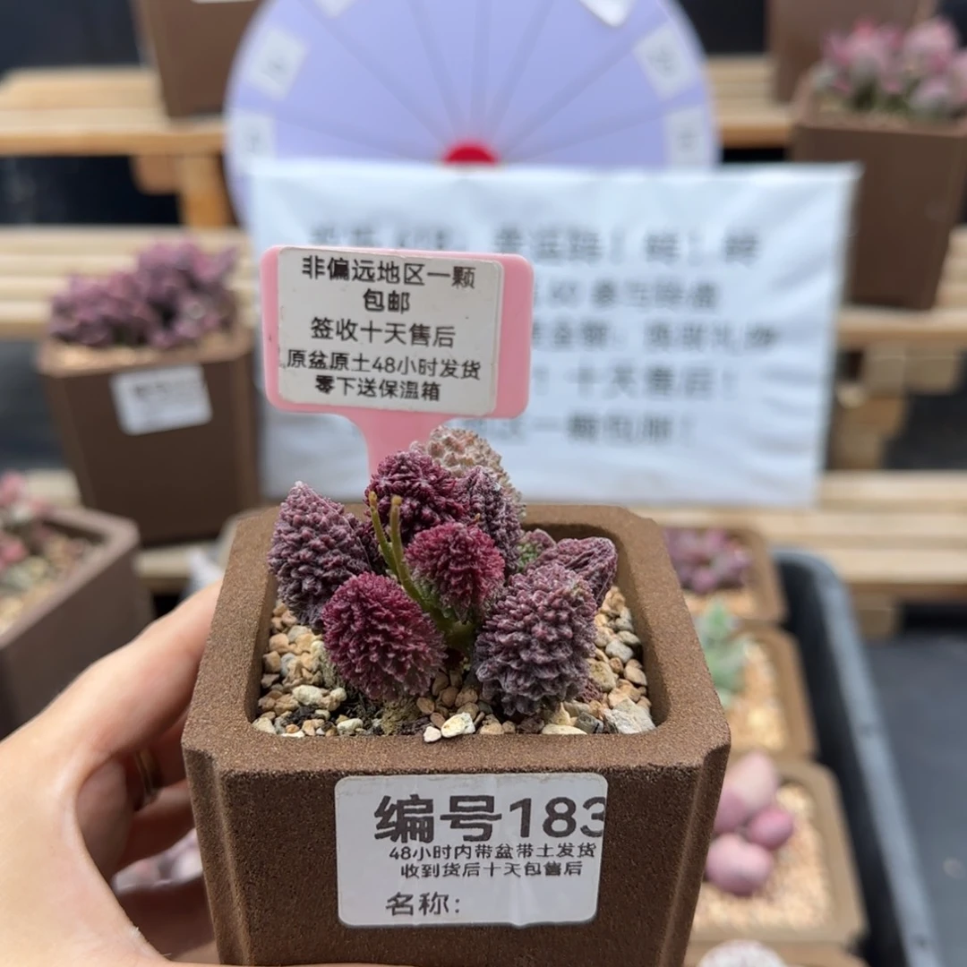 183朱紫玉多肉植物