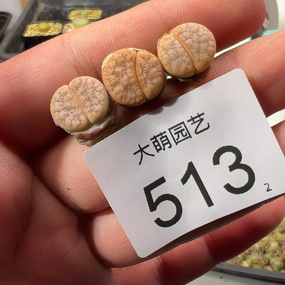 0000513 一物一拍……