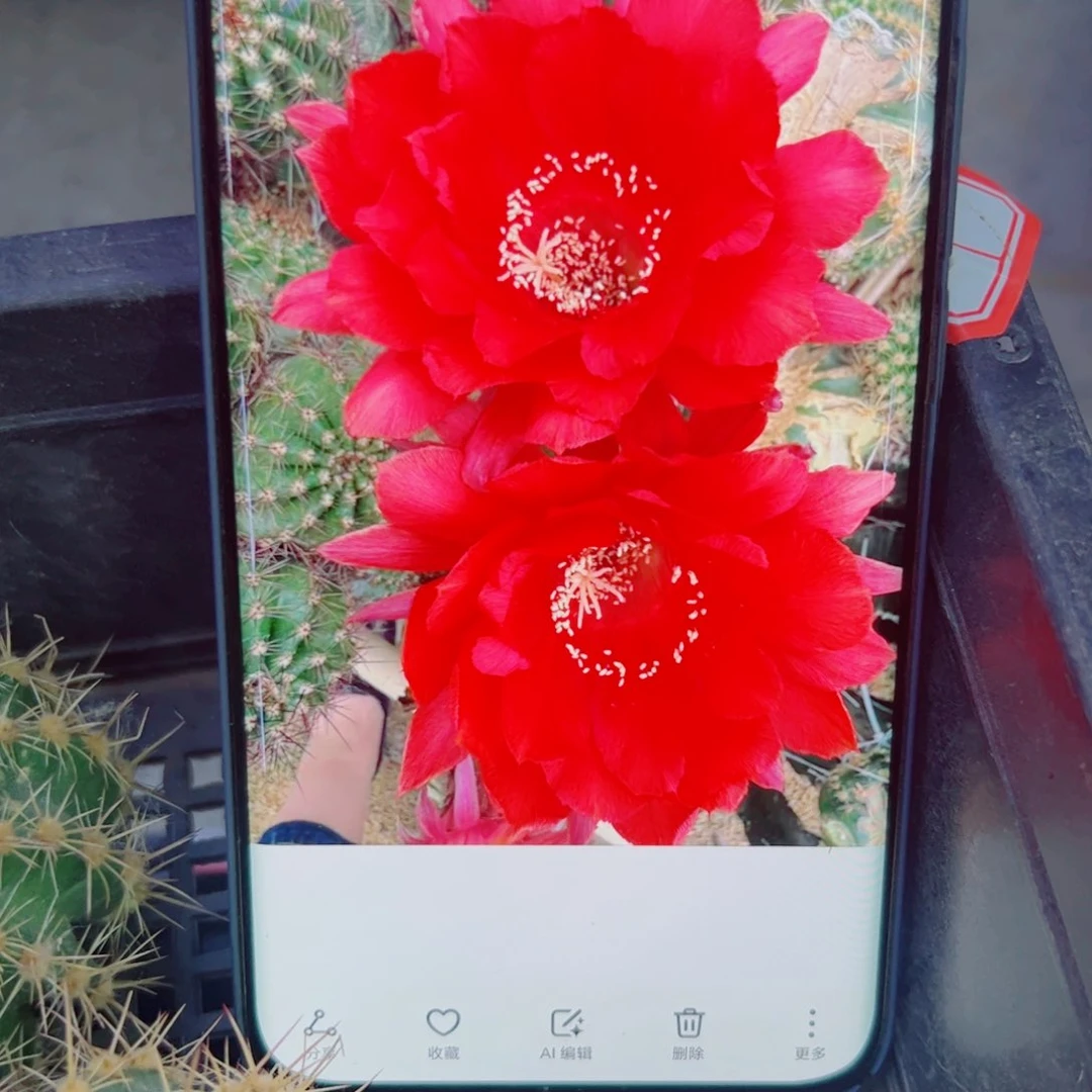 下35彩草大花女王歪无根侧芽4公分左右20包邮