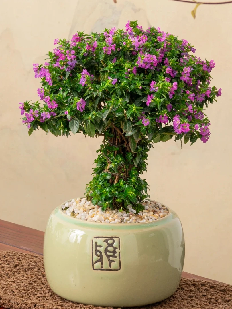 【满天星】盆栽大苗基地直发庭院阳台花卉植物四季开花