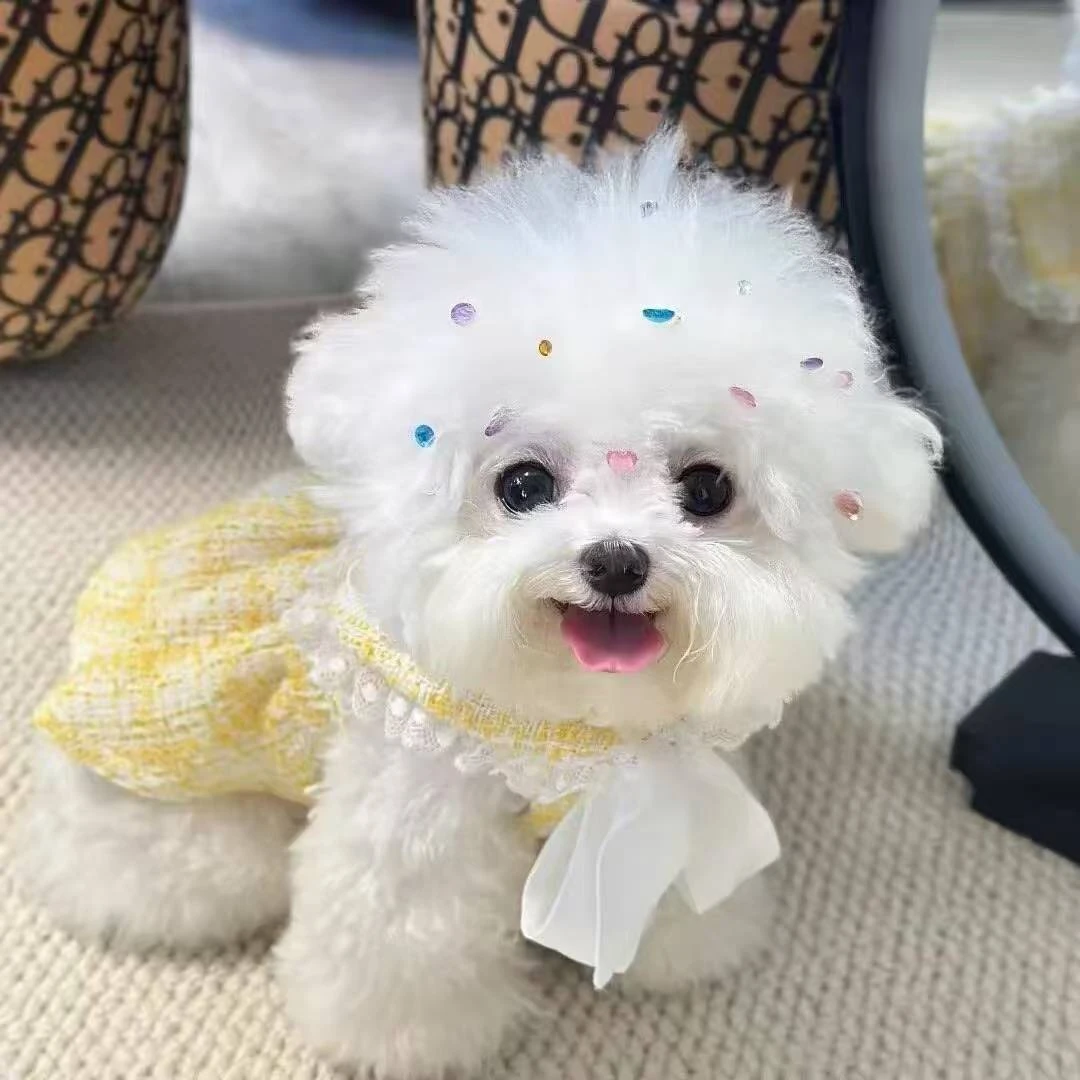 比熊博美泰迪宠物狗 柚子DD1上海市