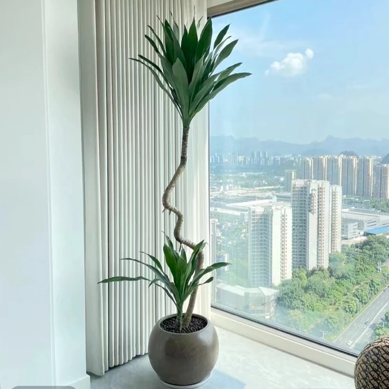 音乐喷泉波纹荷花铁/美人铁 大户型高端绿植四季常青耐阴