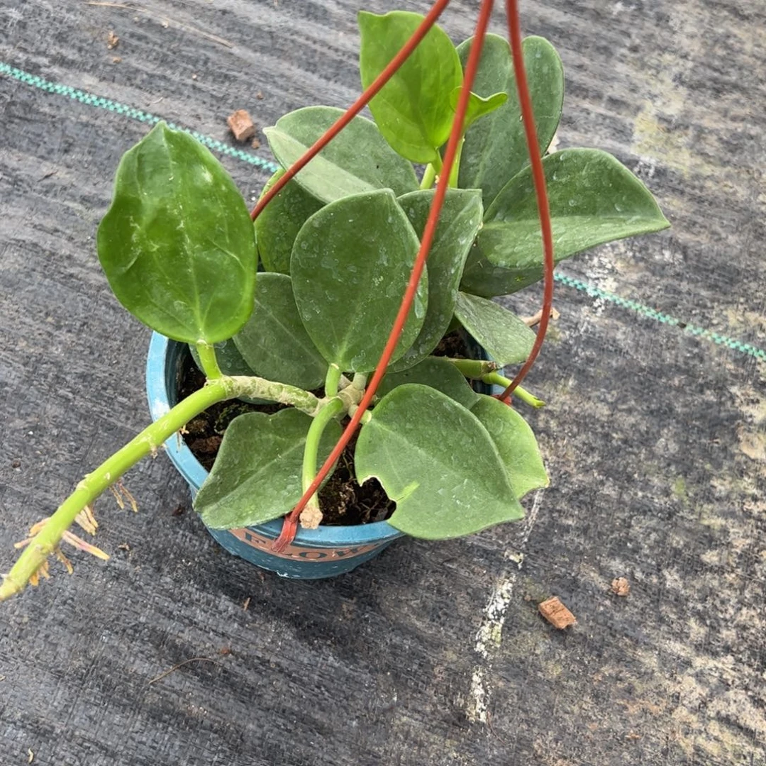 和***无花朵红粗蔓球兰中苗