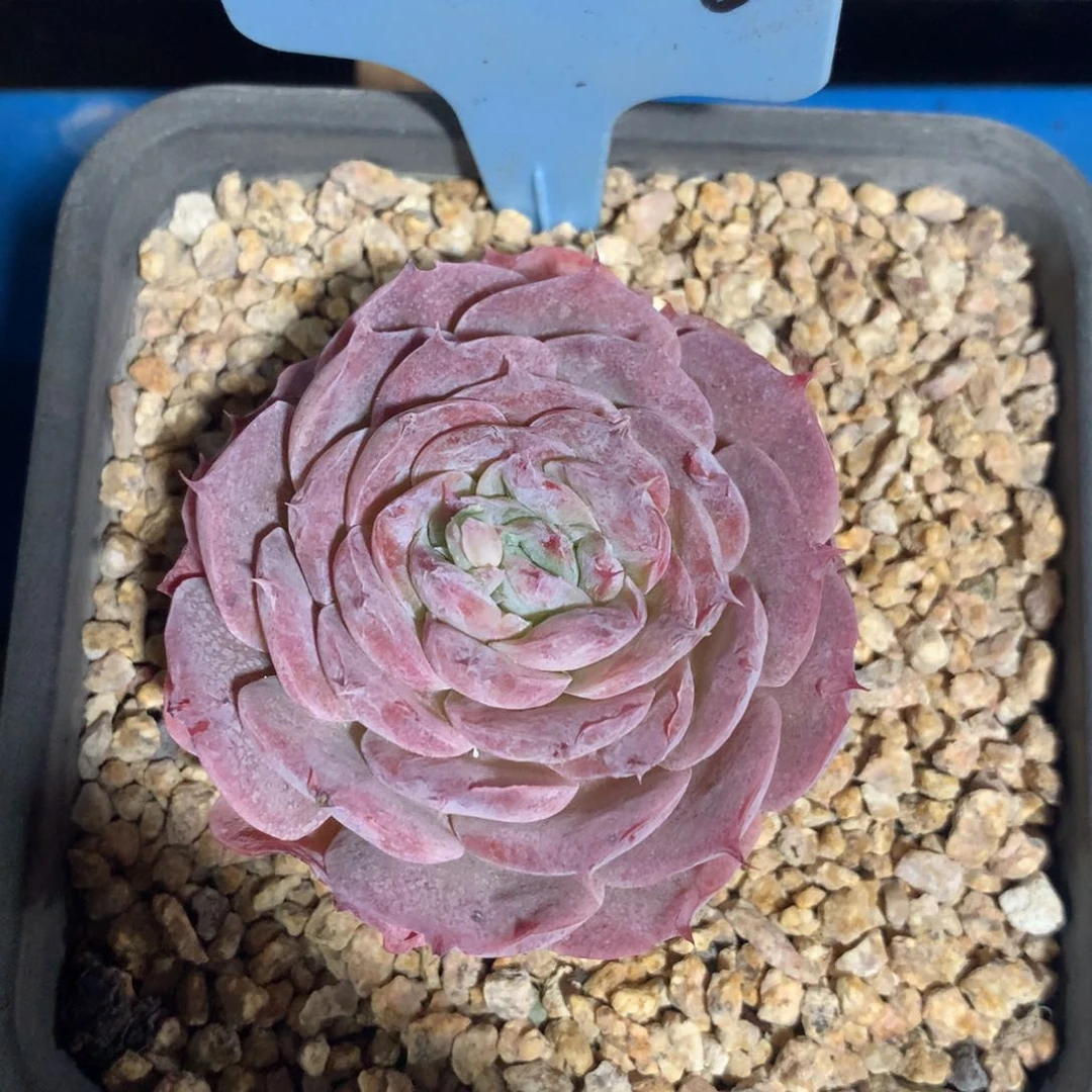 雨*350308-16可爱熊变异