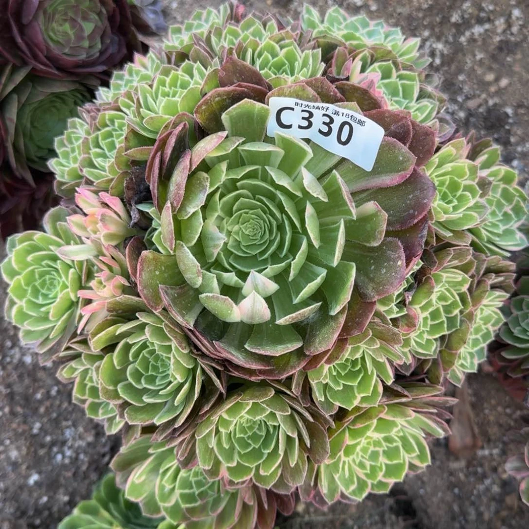 330万花筒多肉植物