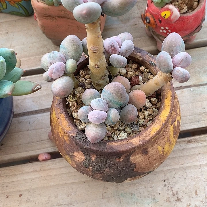 至***』姐姐去了咯某装修