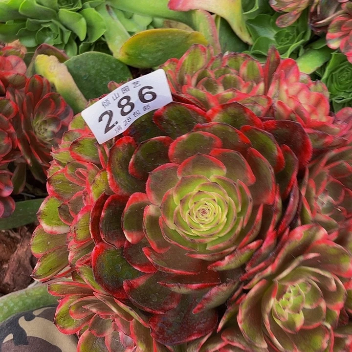 柳****养286号多肉植物红花郎