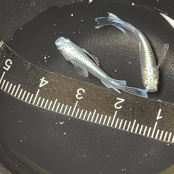 青鳉鱼长鳍天使一组112