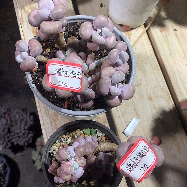 谢***包阿纪是我家都是莉莉咯我