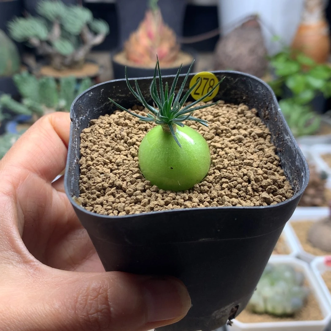 毛迷你海葱多肉带盆278