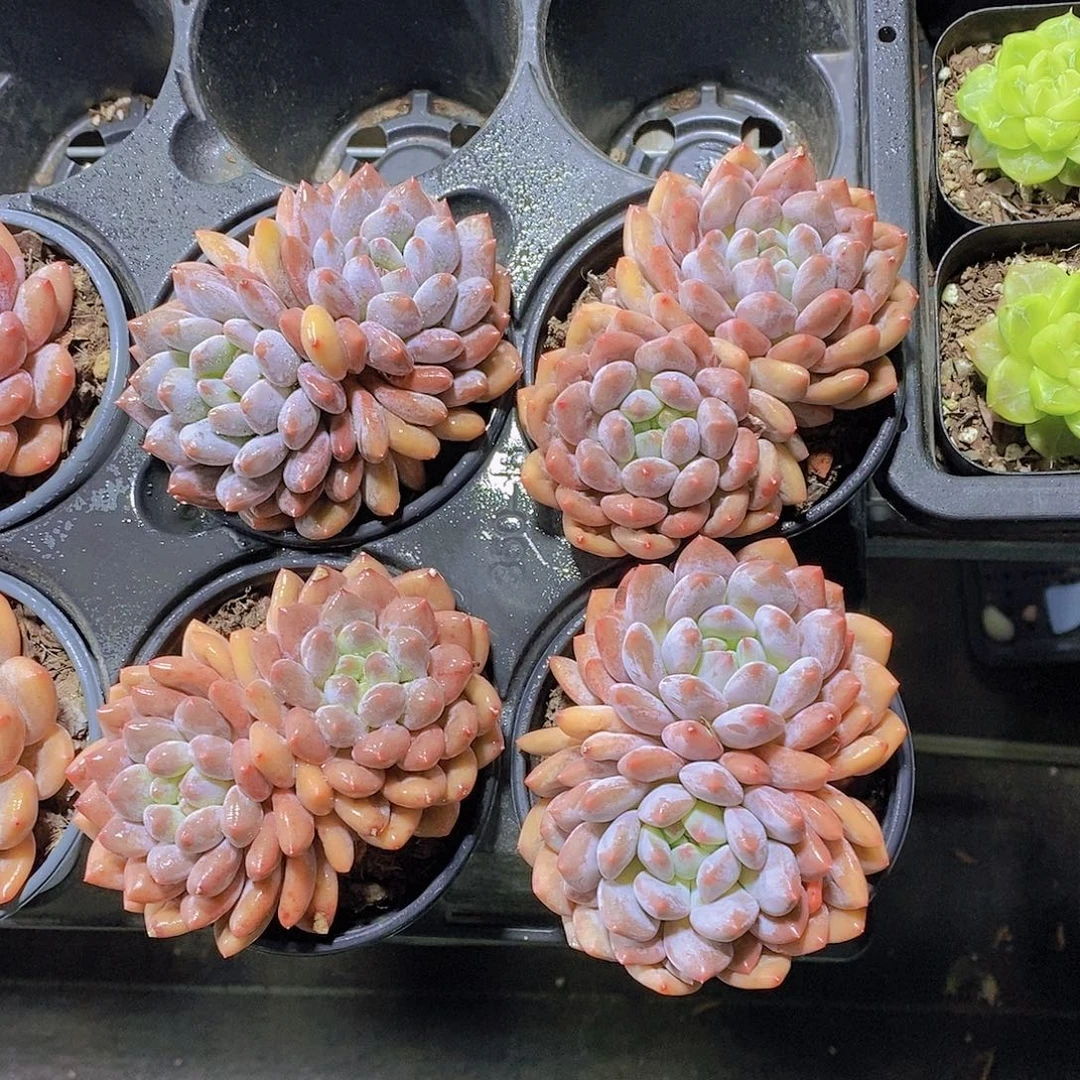 大母本双头半夏福利一颗量拍