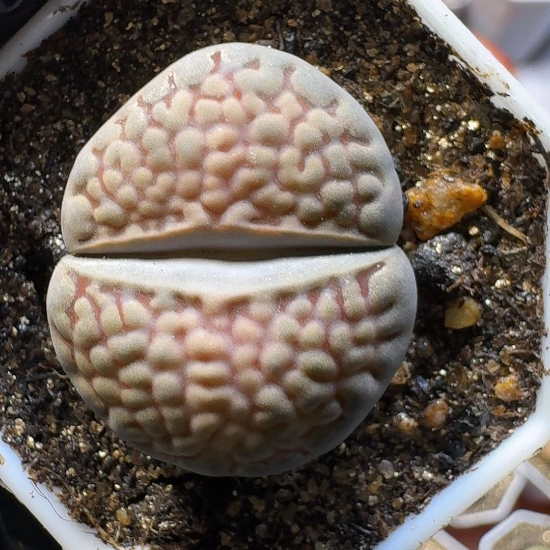 生石花23:：/。  29号