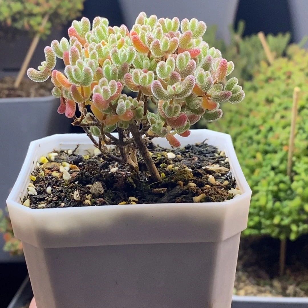 完全开放24号实生冰晶（7.5cm）