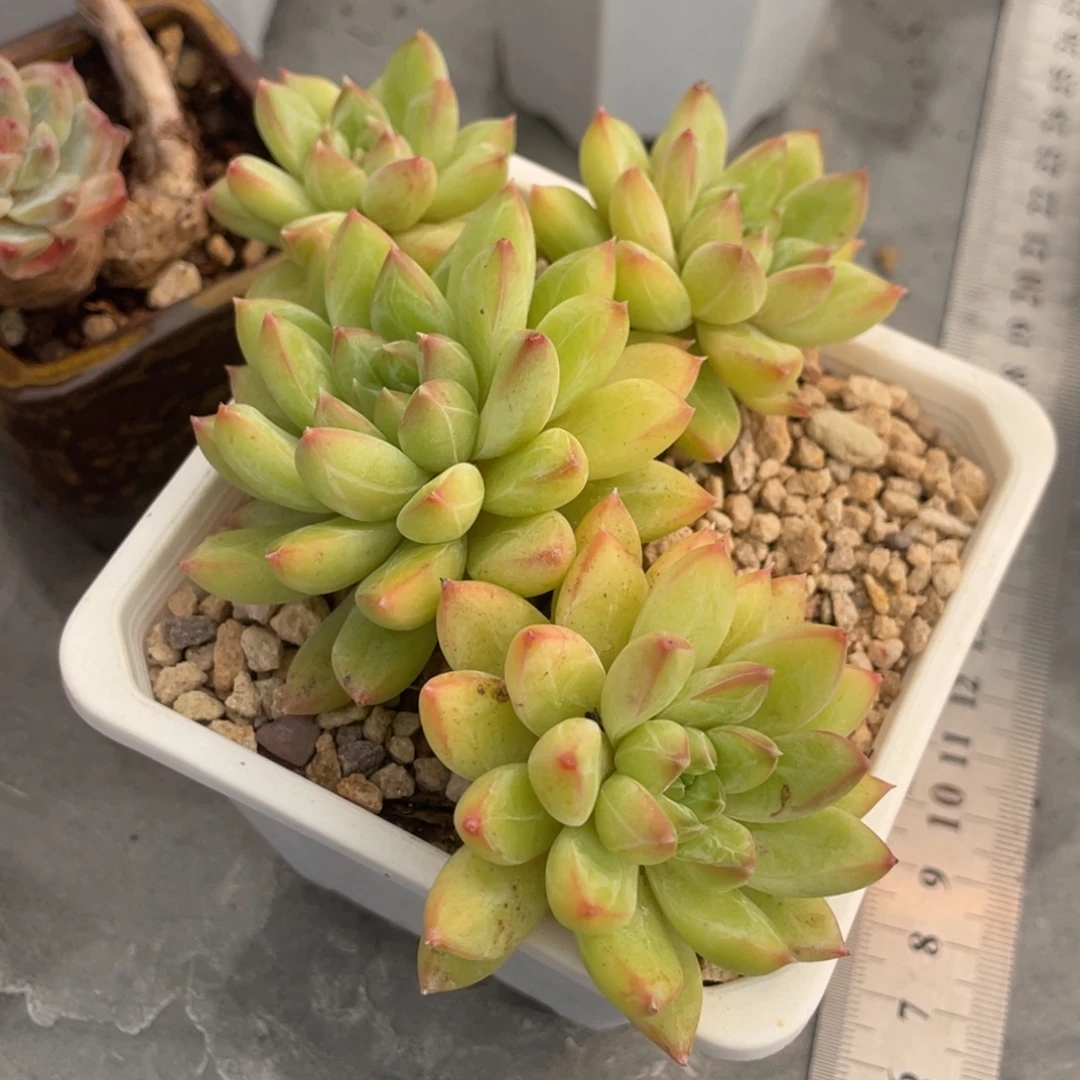 甲骨文四头群生满35包邮