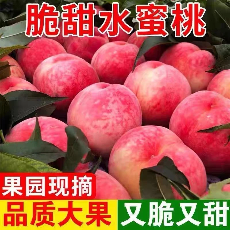 【红不软脆桃】现摘桃子香脆甜新鲜水果现发运城水蜜桃子皮薄4.5斤
